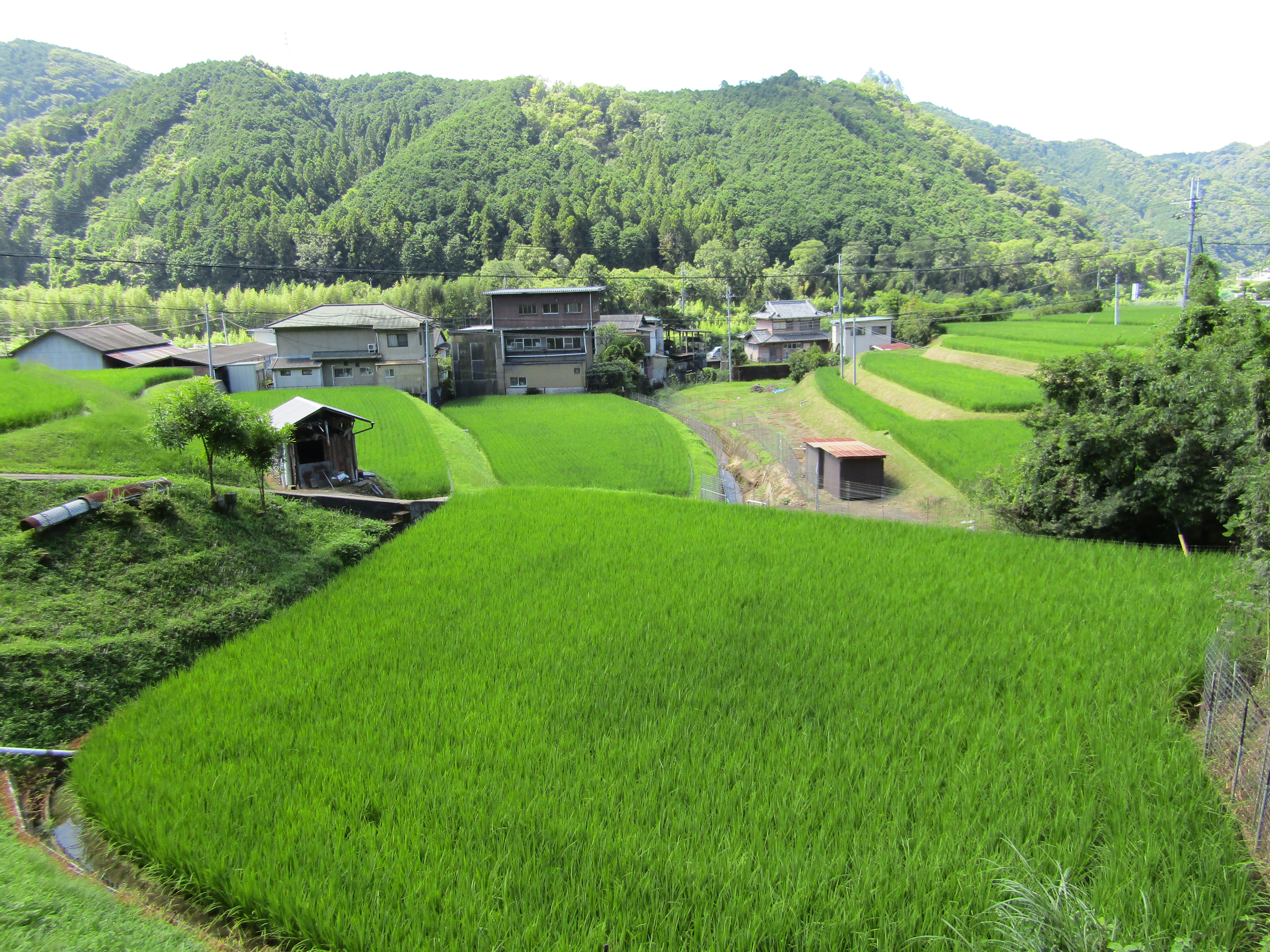 有市地区の田園風景